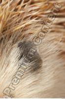 Hedgehog - Erinaceus europaeus 0027